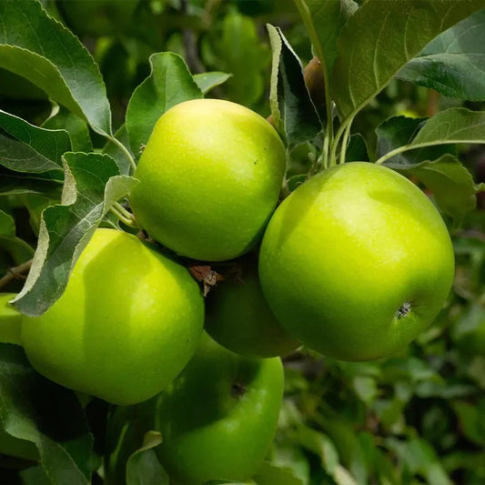 40 Seeds Granny Smith Apple Tree FRESH SEEDS
