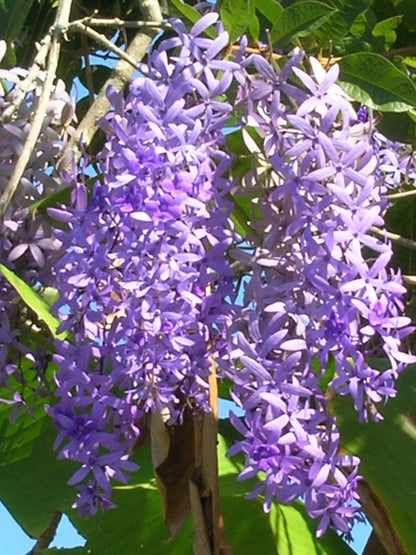 10 Seeds Petrea volubilis Queens Wreath Vine - Bluebird Vine - Sandpaper Vine