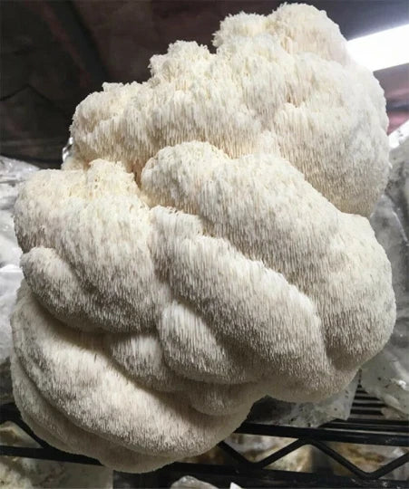 Lion's Mane Mushroom Grow Kit - Fresh Inoculated, Easy Home Cultivation (H. erinaceus) - Fast Free Shipping