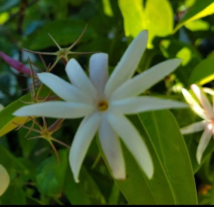 STARTER LIVE PLANT 5 TO 7" STAR JASMINE  ANGEL WING JASMINE (JASMINE NITIDUM)