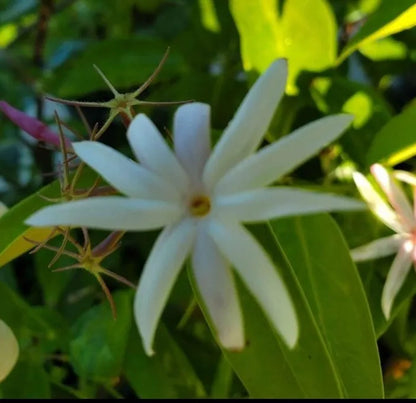 STARTER LIVE PLANT 5 TO 7" STAR JASMINE  ANGEL WING JASMINE (JASMINE NITIDUM)