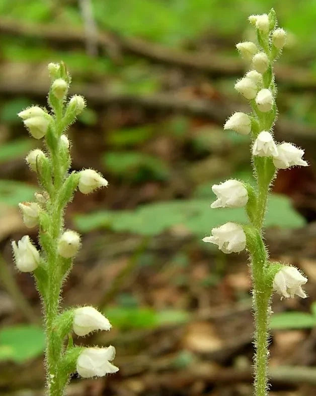 Live Rattlesnake Orchid Plant - 5 Root Systems, Variegated Foliage, Goodyera repens - Hardy Perennial for Woodland Gardens
