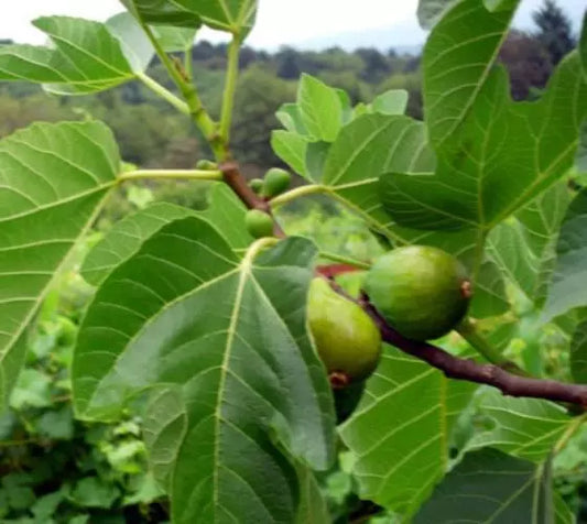 (1 QT) Live Plant Desert King Fig (ficus carica)