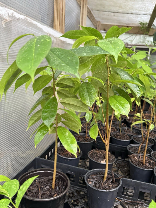 Well Rooted Muricata Soursop Tree Plant 11-13 Inches Graviola Guanabana Mang C?u - Tropical Fruit Plant