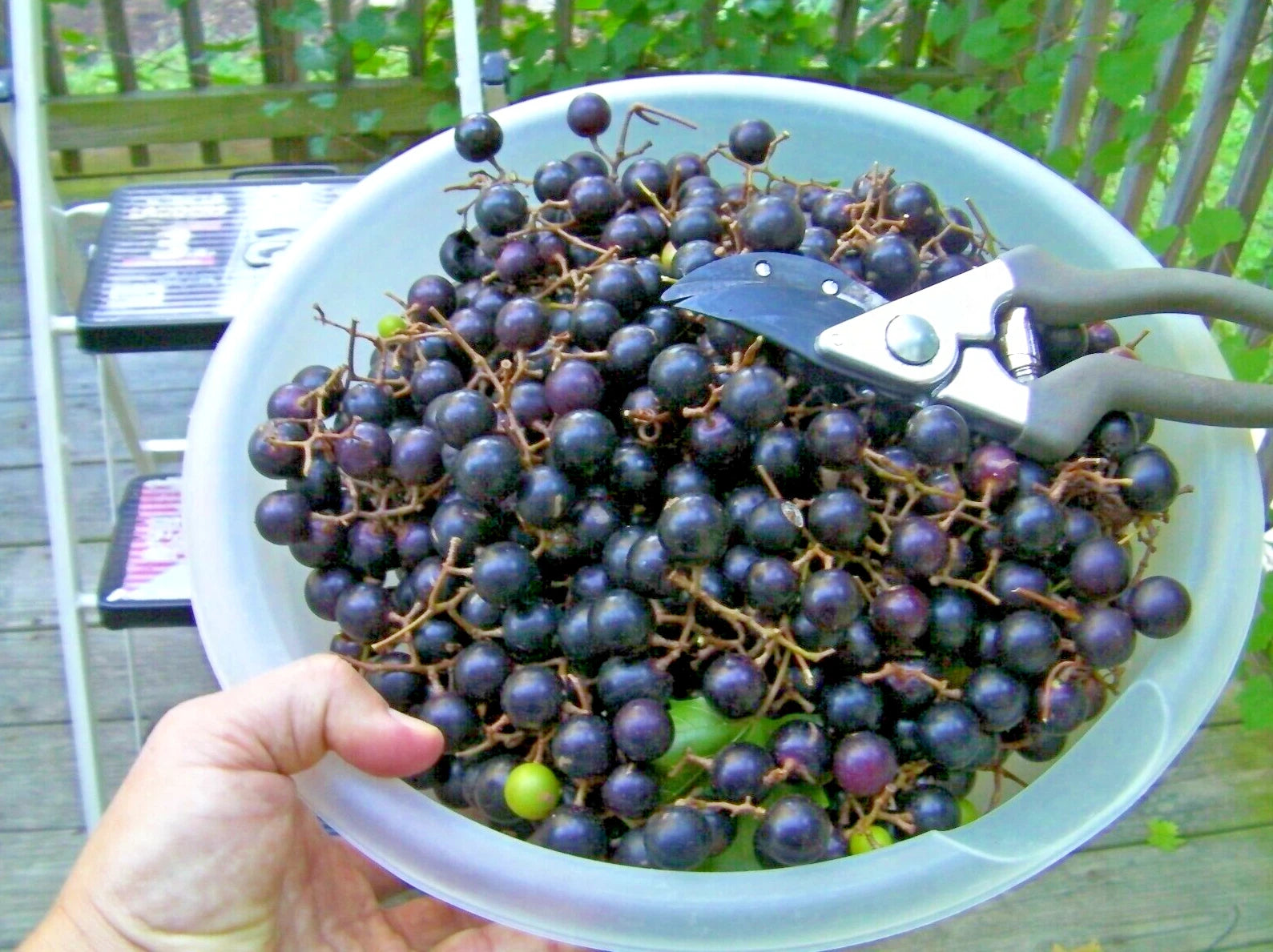 20 Unrooted Cuttings of Organic Black Noble Muscadine Grape Vine - Vitis rotundifolia - Ideal for Rooting and Growing