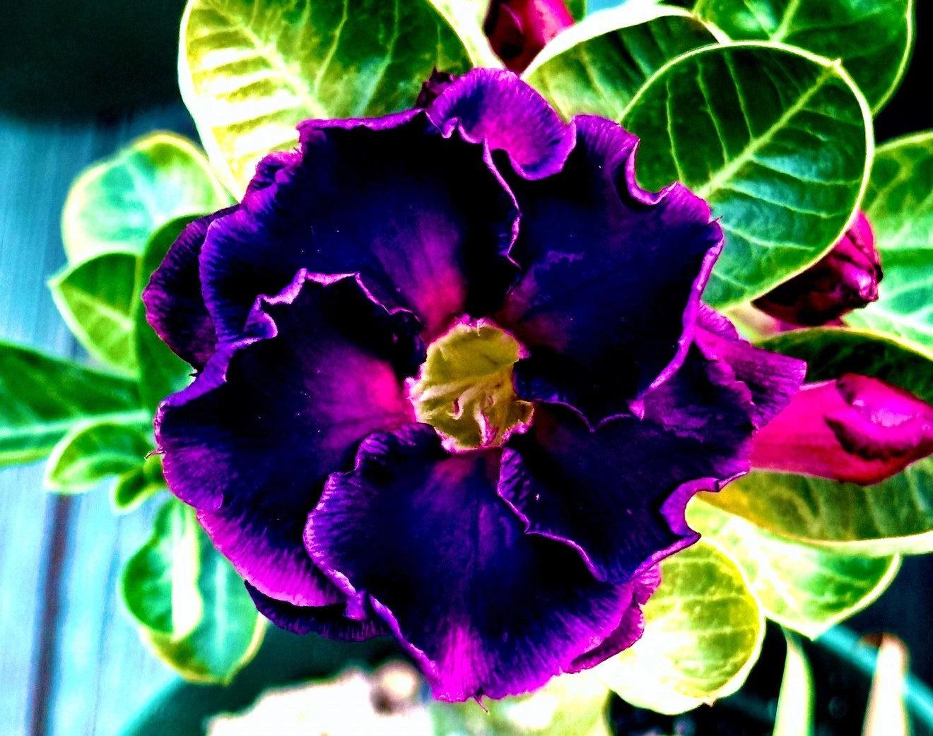 Midnight Magic Desert Rose Adenium Obesum Small Rooted Seedling Plant 4-6 inches, Healthy Well-Rooted Plant for Home Decor