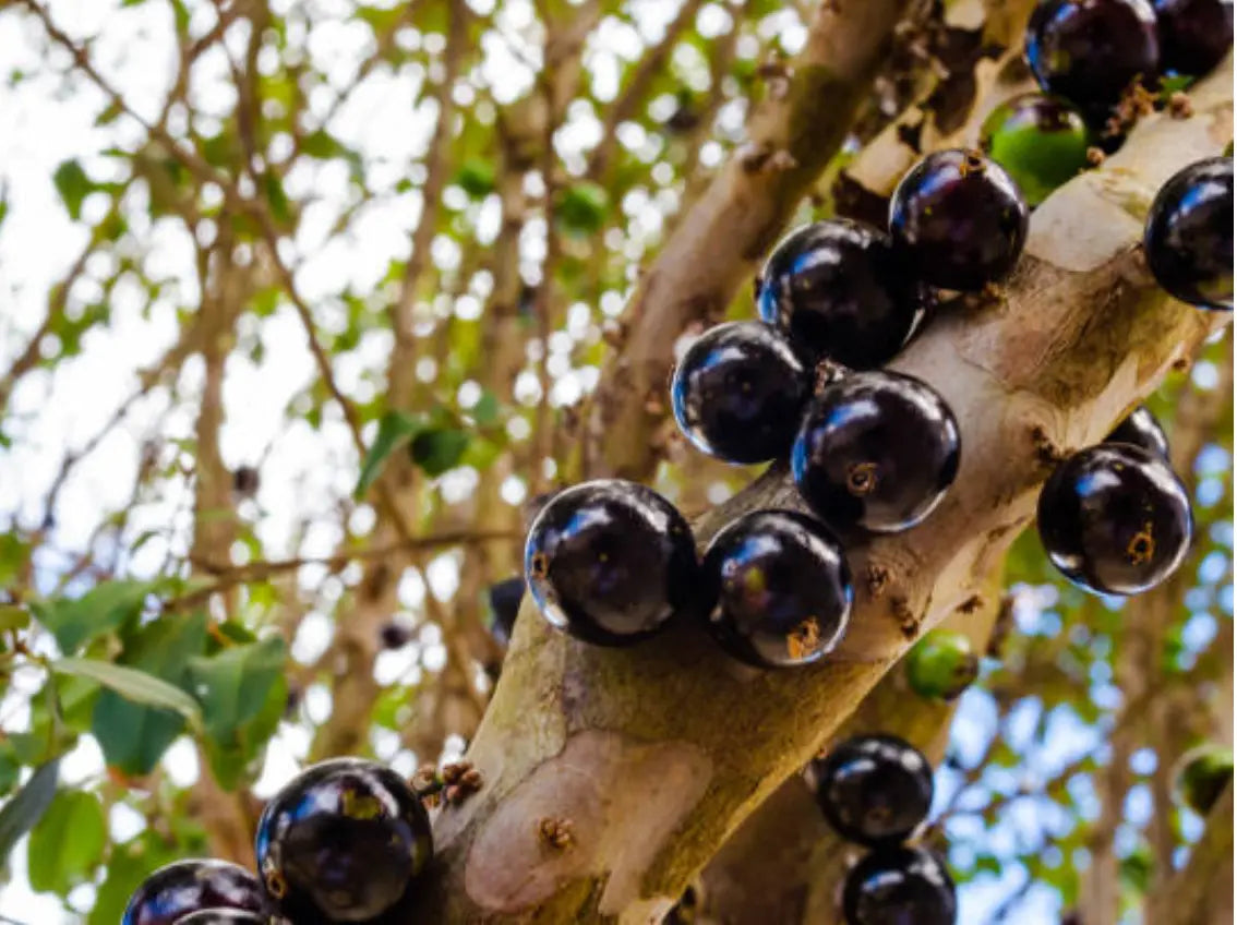 1 Jaboticaba Brazilian Grape Plinia Cauliflora Live Fruit Tree