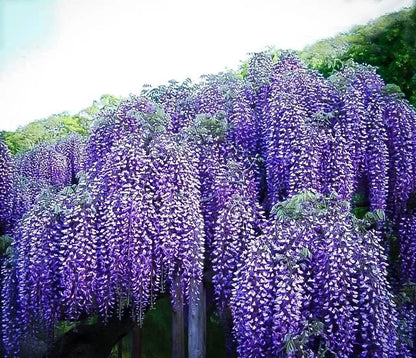 1 Live Plant Spectacular Blue Moon Wisteria 2-3’