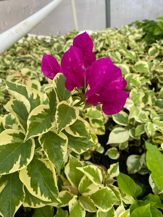 1PC Rooted VERA VARIEGATA PURPLE Bougainvillea Starter Plant