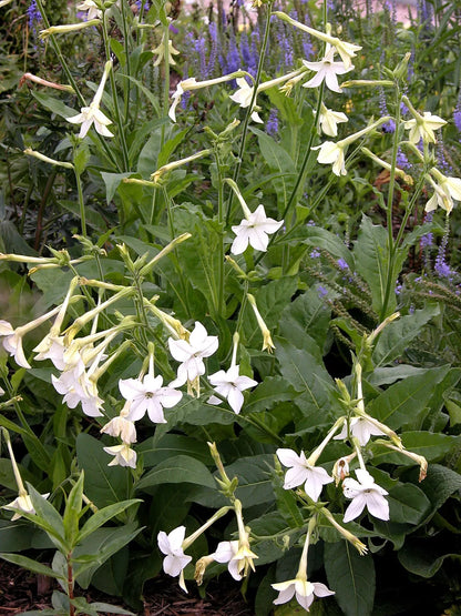 1000 Nicotiana Alata Seeds - Jasmine Flowering Tobacco