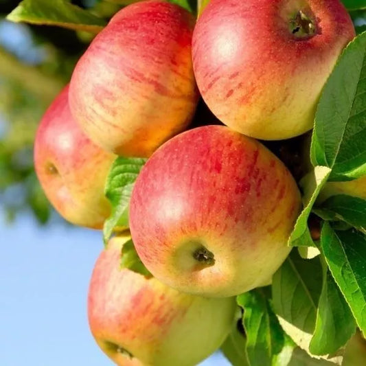 25 Seeds Honeycrisp Apple Tree FRESH SEEDS