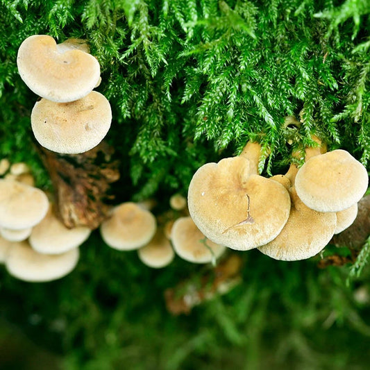 Bio-luminescent Mushroom Liquid Culture - Panellus stipticus - Glowing Fungi for Cultivation and Education. (12cc liquid culture syringe)