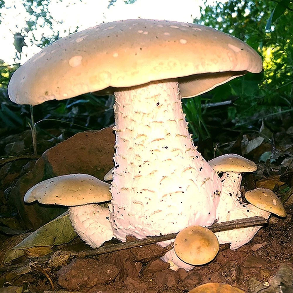 Macrocybe titans Liquid Culture Syringe 12cc - High-Quality Inoculum for Mushroom Cultivation and Mycology