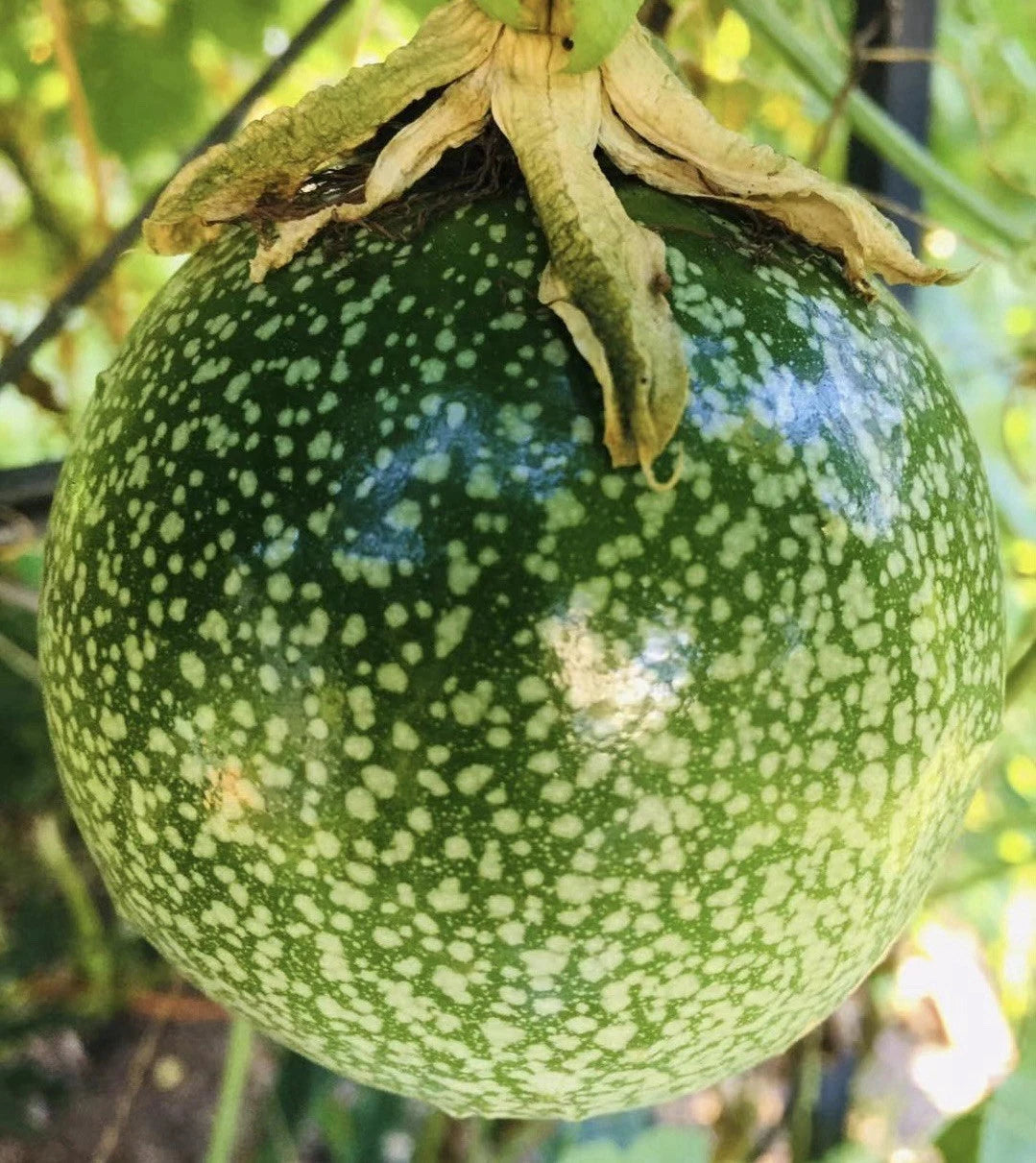 Purple Passion Fruit Plant 16" Tall - Passiflora edulis Possum - Easy Care, Sweet and Sour Fruit, Rich in Vitamin C