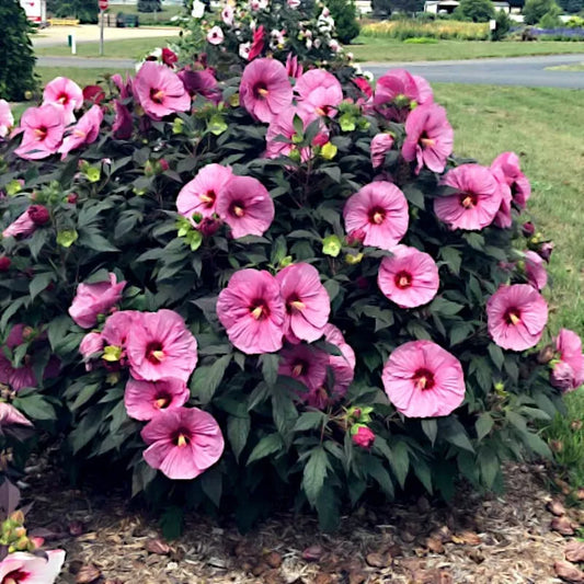 20 Pink Swamp Mallow Rose Seeds "LARGE FLOWER" Hardy Hibiscus (Hibiscus moscheutos.)