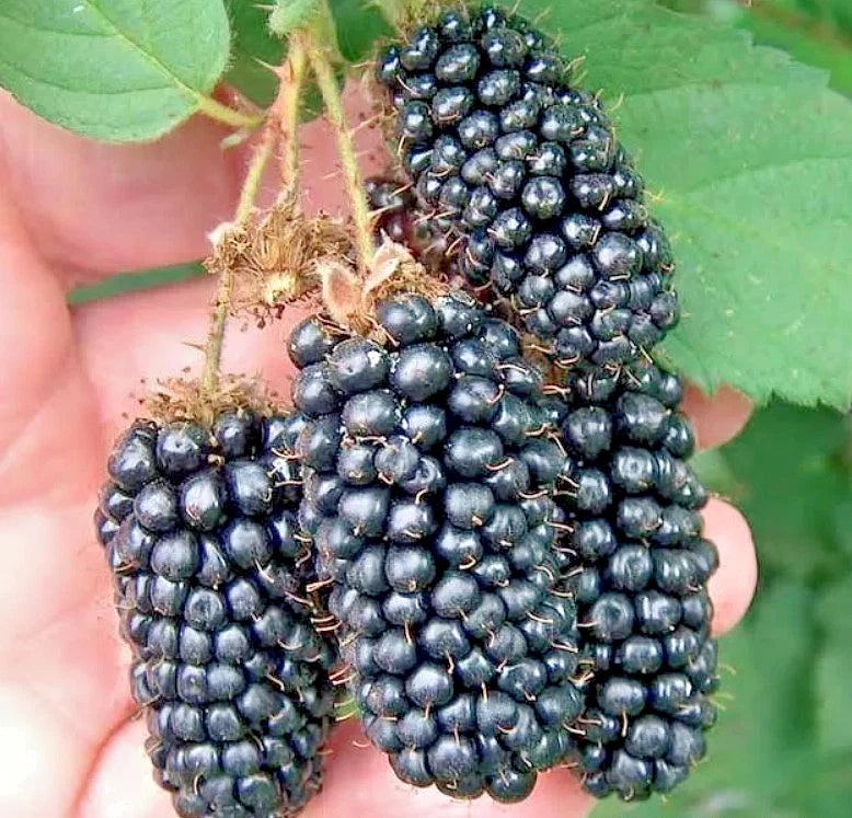 Black Satin Thornless Blackberry Live Plant - 8-14" Bareroot - High Yield - Rubus fruticosus