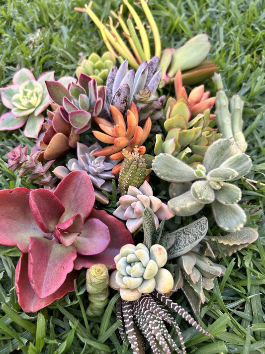 25 Colorful Succulent Cuttings Assorted - Perfect for Beginners - Ideal for Planting or Crafting - Assorted Varieties