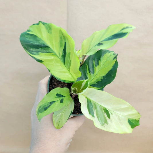 Calathea Yellow Fusion Houseplant | 3-Inch Pot | Live Tropical Plant | Rare Variegated Foliage | Non-Toxic to Pets