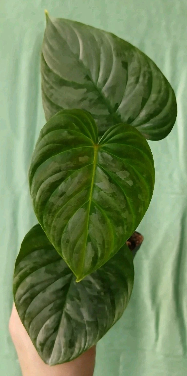 Philodendron Majestic Unrooted Cuttings - ×3 Sodiroi x Verrucosum - Ship in Moss - Tropical Plant Cuttings