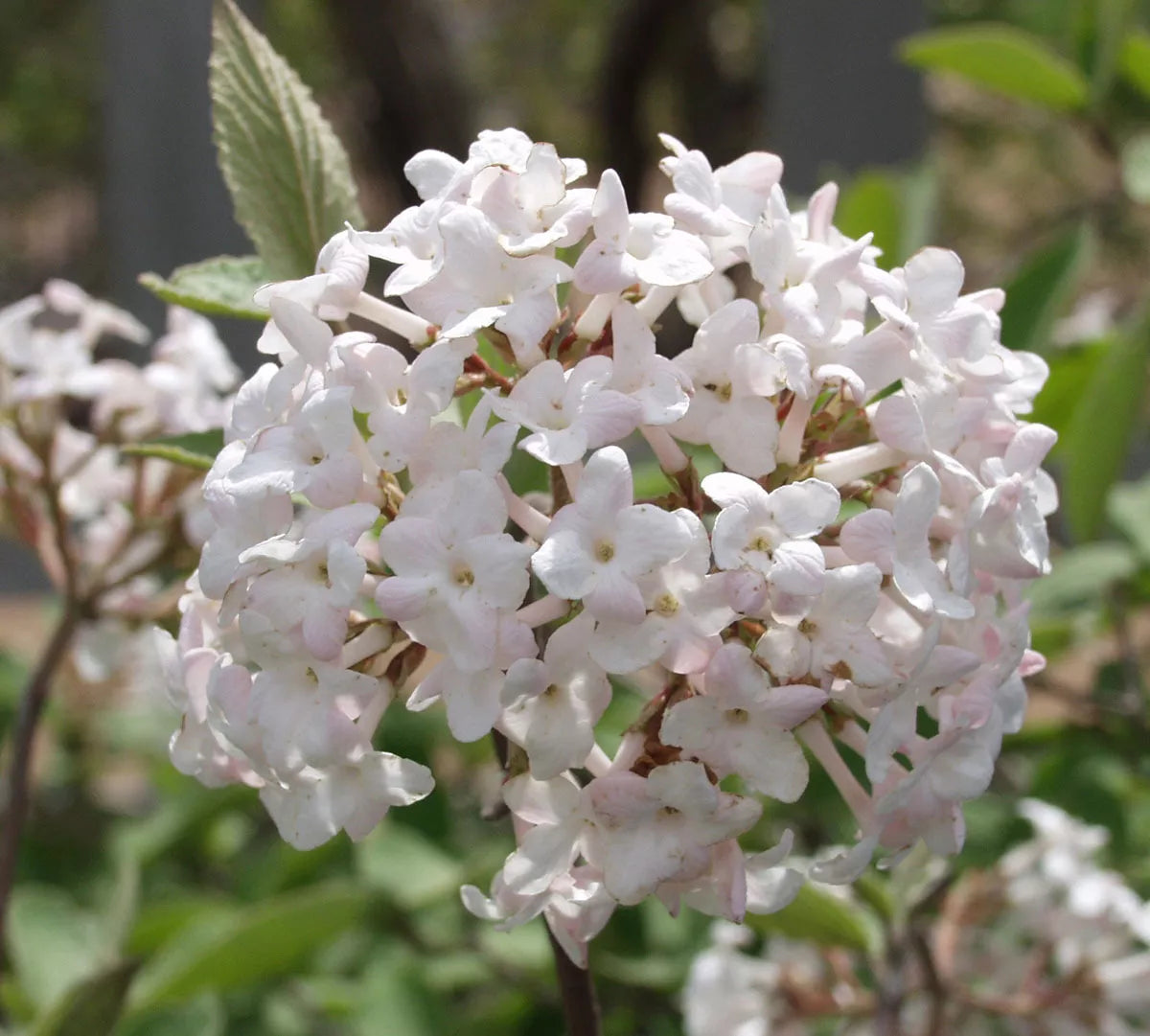 1pc Juddi Viburnum 2.5" pot Live Plant