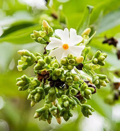 10 Seeds Nyctanthes arbor-tristis | Parijat | Night Flowering Jasmine | Shiuli