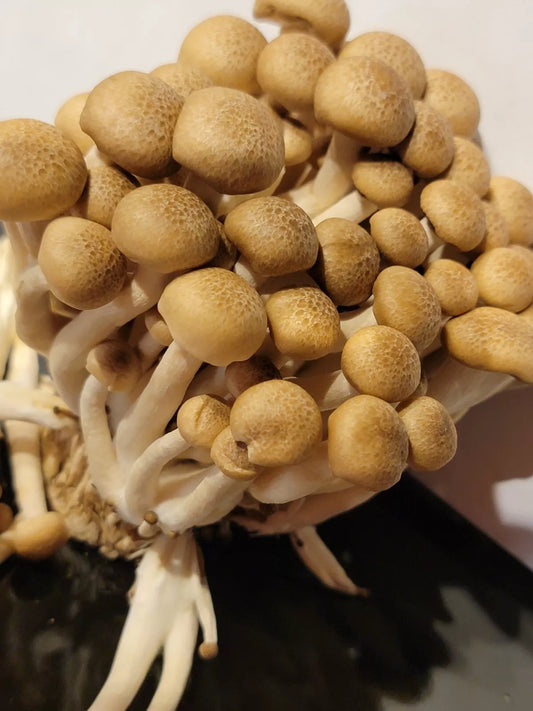 Buna Shimeji Liquid Culture 10+ml, Brown Beech Mushroom, Hypsizygus tessellatus - Ideal for Home Growers and Culinary Use