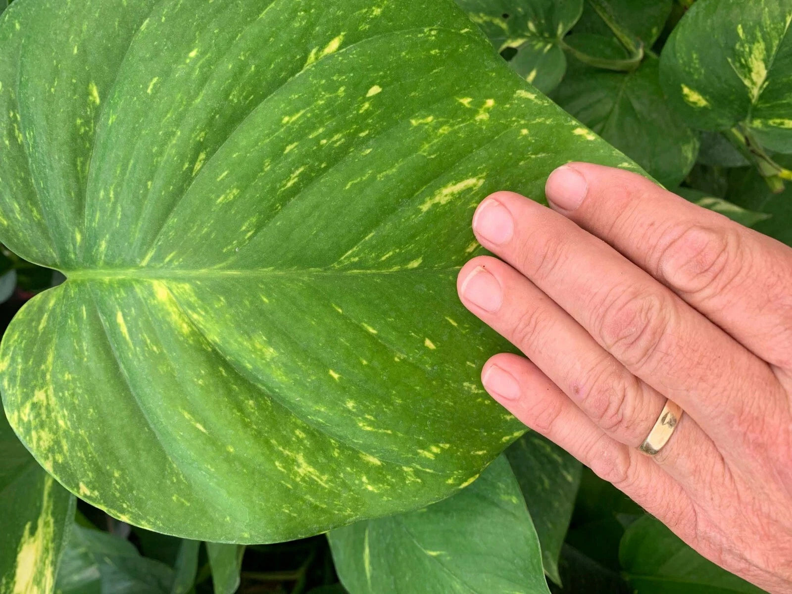 Giant Hawaiian Pothos Cutting - Climbing Philodendron - Epipremnum aureum - New Growth - Buy 1 Get 1 Free - Free Shipping USA