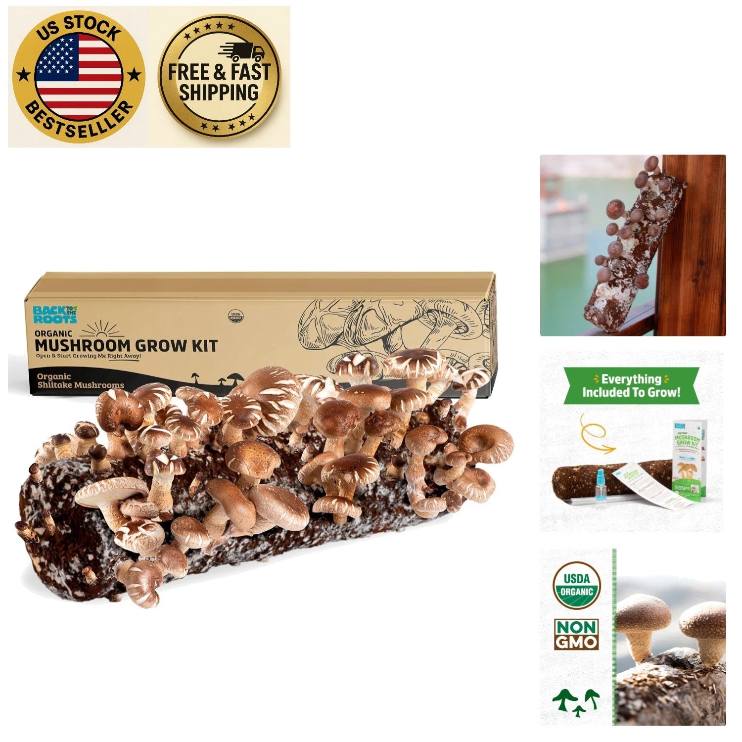 Shiitake Mushroom Kit - Indoor Grow - Organic & Non-GMO - Easy-to-Use - Made in USA - Gourmet Mushrooms (Lentinula edodes)