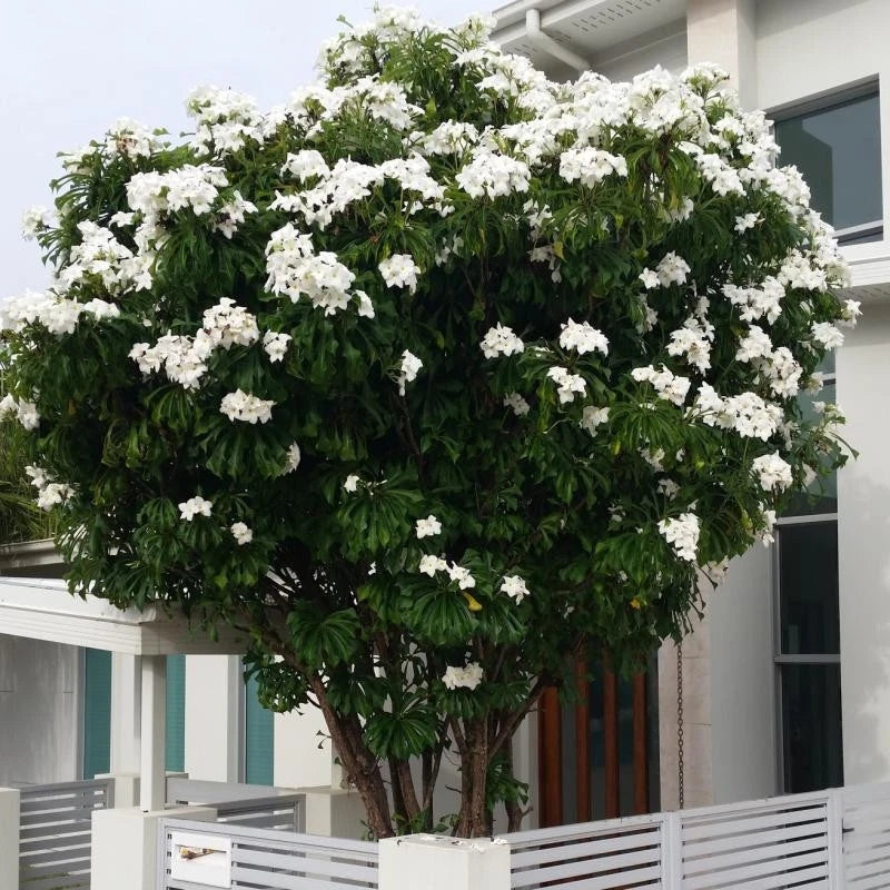 Plumeria Cuttings 4-6 Inch Bridal Bouquet Tropical Plant - Plumeria Pudica for Fencing and Privacy Garden Decor