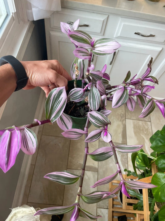 Bare Root Tradescantia Nanouk Plant - Colorful Variegated Houseplant - Perfect for Indoor Gardening - Easy to Care For
