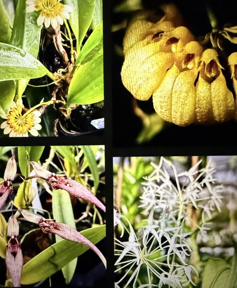 Orchid Plant 4 Small Rooted Bulbs Bare Root Starter - Aloha Variety (Orchidaceae) - Exotic Hawaiian & California Gems
