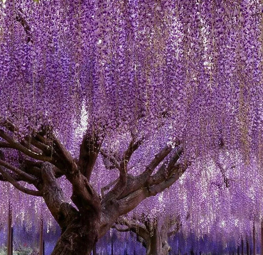 1 Purple Chinese Wisteria Tree  10-15" Live Plant 2.5" Pot Wisteria sinensis