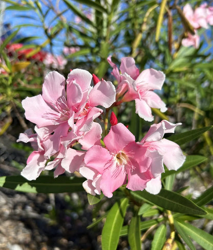 Pink Nerium Oleander - 50 Seeds