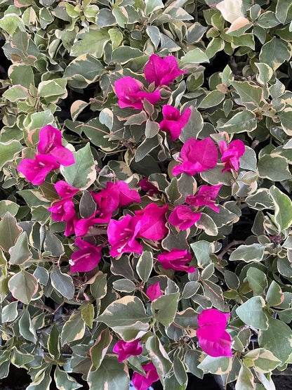 1PC Well Rooted Claret Red Live VARIEGATED Bougainvillea Starter Plant