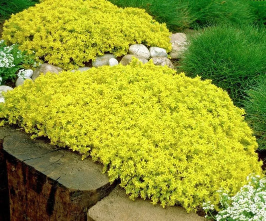 20 rootless cuttings Gold Moss Sedum Sarmentosum Perennial Succulents stonecrop