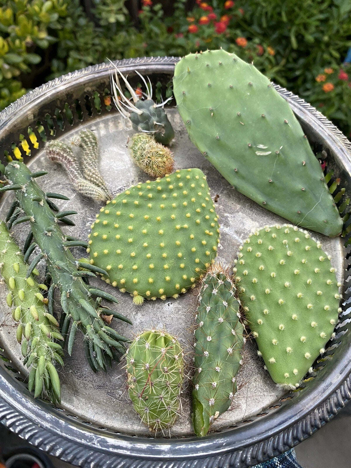Cactus Cuttings Bundle - 10 Varieties Random Pick - Succulent Plant Cuttings for Home Decor - Ideal for Gardening Projects