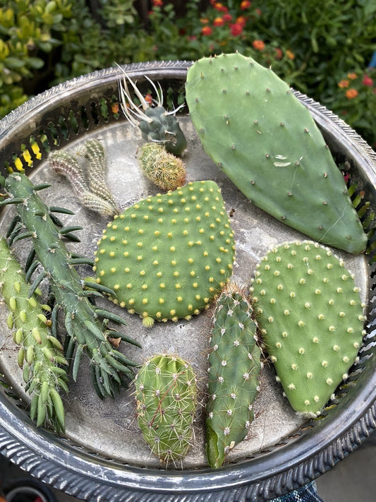 Cactus Cuttings Bundle - 10 Varieties Random Pick - Succulent Plant Cuttings for Home Decor - Ideal for Gardening Projects