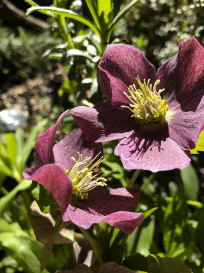 Hellebores Bareroot Plant - Ruby Red Lenten Rose - Helleborus Orientalis - Healthy Well Rooted Perennial - Hardy Zones 5-9