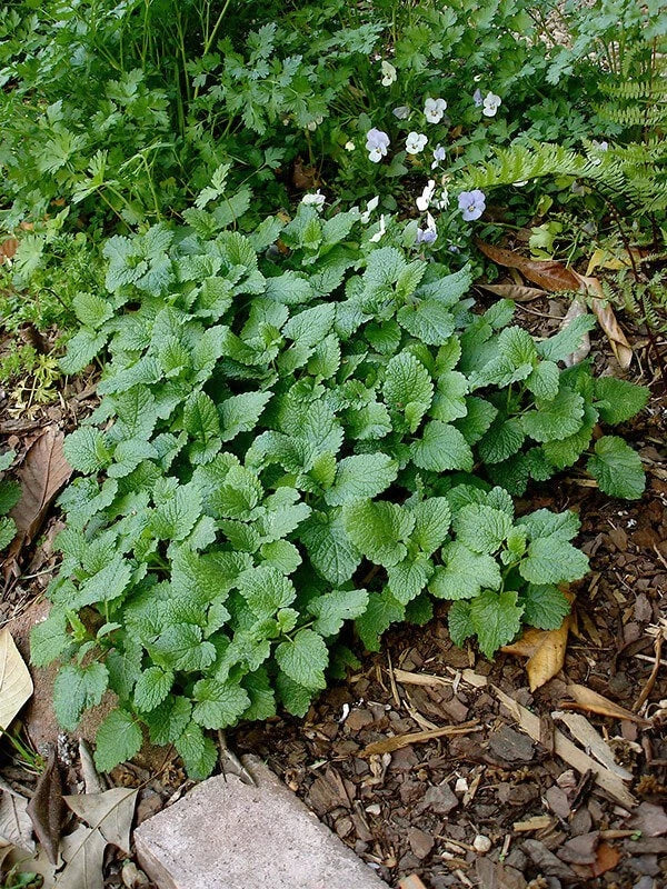 Live Lemon Balm Herb Plants - 10 Lot Well Rooted - Organic Lemon Balm (Melissa officinalis) - Fresh Harvested, Ready to Plant