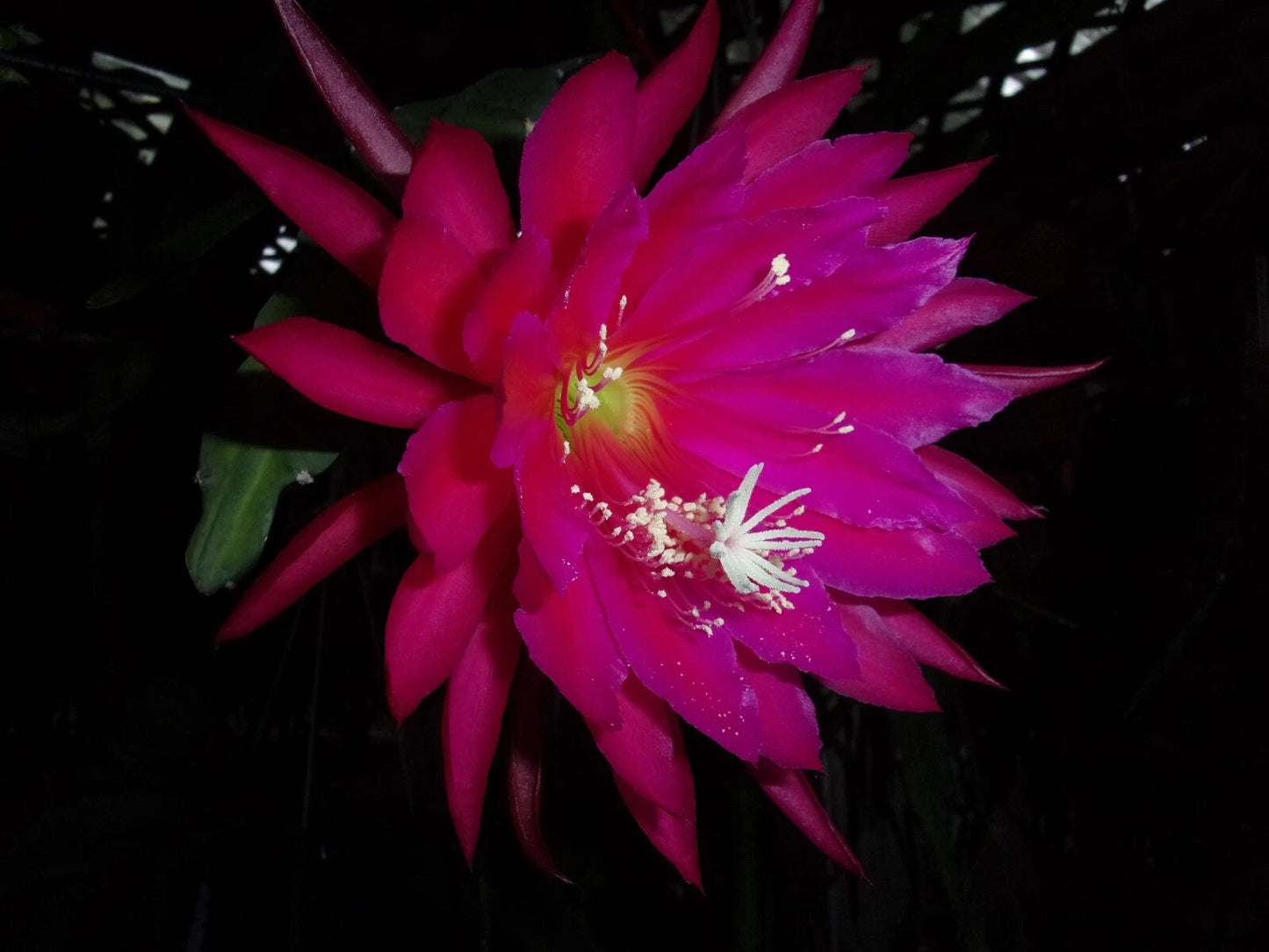 Epiphyllum Orchid Cactus Cutting 7-9” Kiwi Stargazer (Epiphyllum) - Freshly Cut, Healthy Un-Rooted Plant Cutting