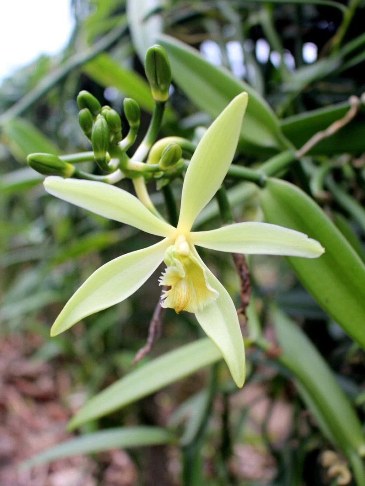 Organic Vanilla Orchid Live Starter Plant - Vanilla planifolia - Grow Your Own Vanilla Pods - 2.5" Pot - Free Shipping