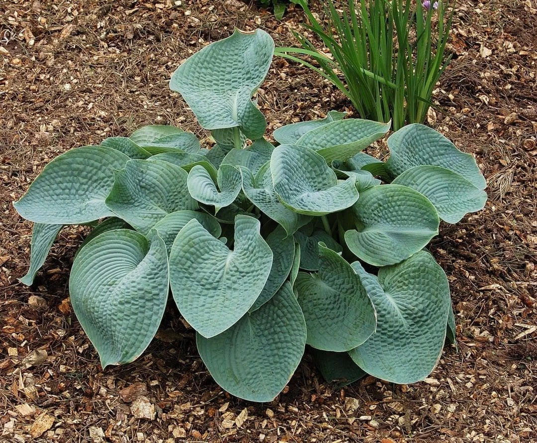 Live Hosta Plant Starter, Abiqua Drinking Gourd, Bare Root, Unique Blue-Green Leaves, Shade Tolerant, Hosta sieboldiana