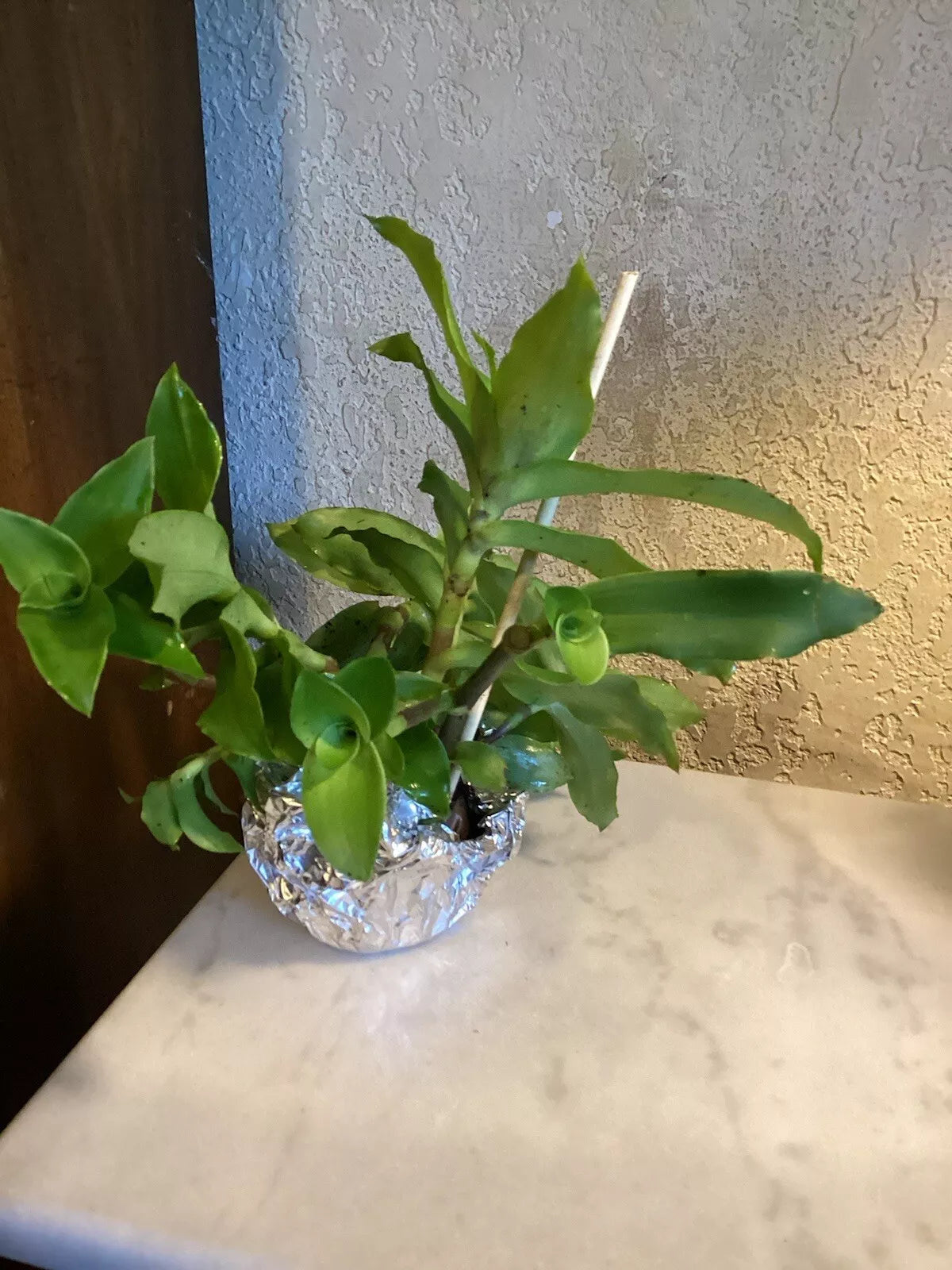 Basket Plant Cuttings 5-Pack, Callisia fragrans, Tropical Hanging Plant, Bright Green to Purple Foliage, Florida Grown