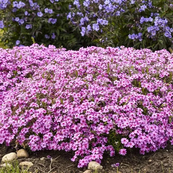 1 Eye Caramba Creeping Phlox