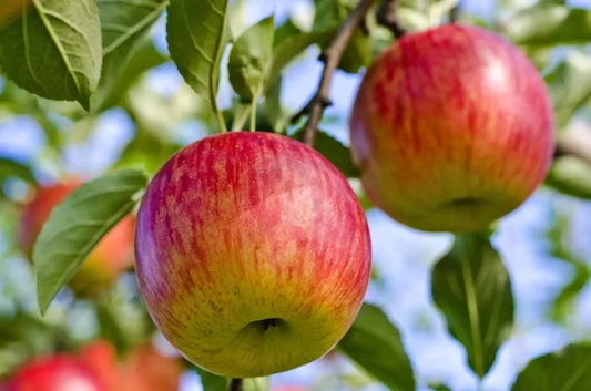 40 Seeds Fuji Apple Tree FRESH SEEDS