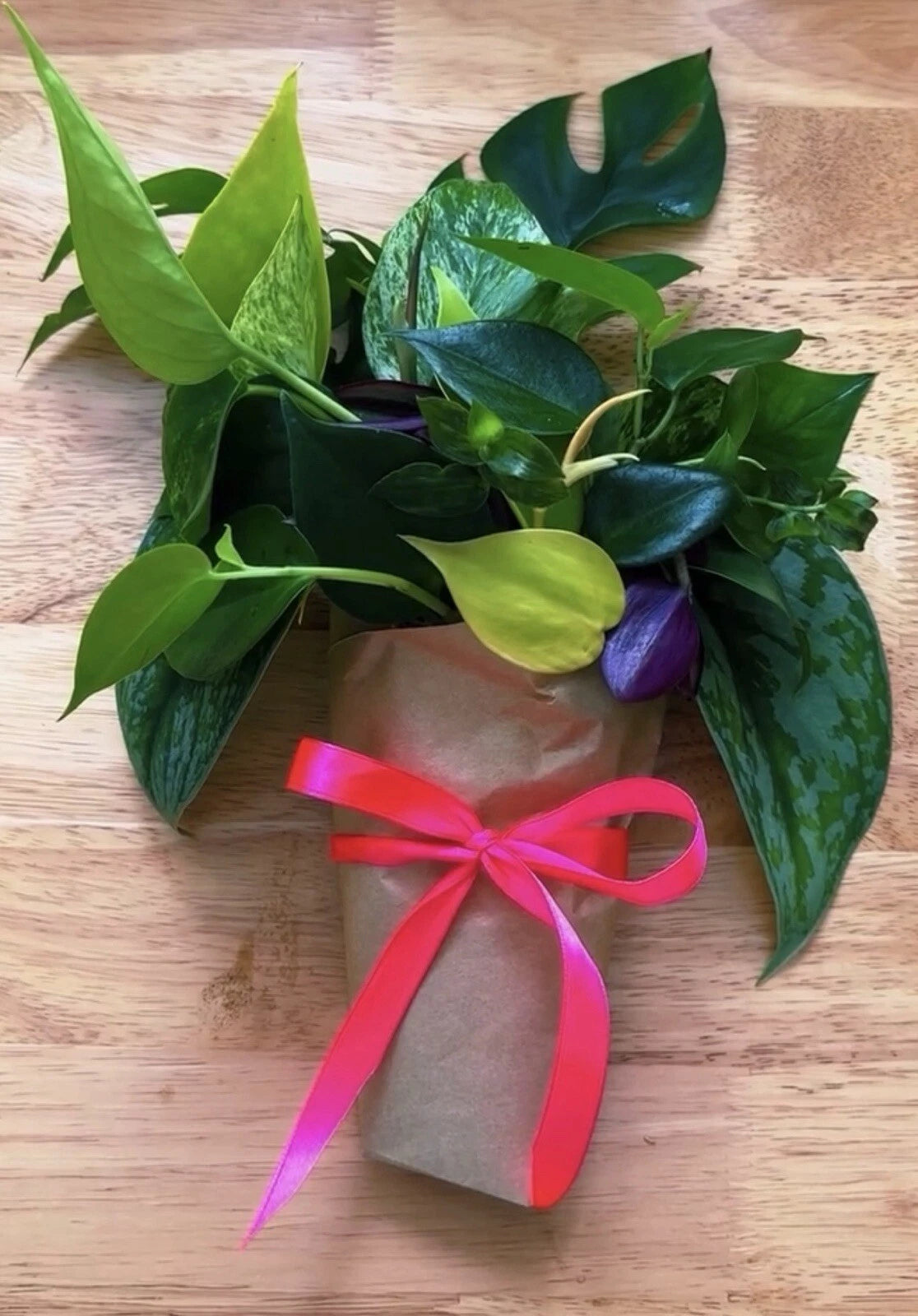 House Plant Cutting Bouquet - Mixed Cuttings - Angel Wing Begonia, Tradescantia Nanouk, Philodendron, Spider Plants - Healthy Stems
