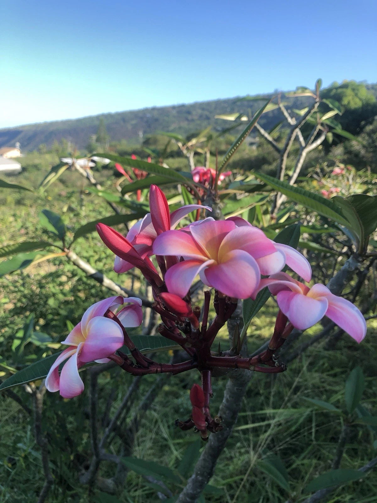 Pink Plumeria Cutting 10 Inch Rooted Frangipani (Plumeria spp.) - Hawaiian Grown from Kailua Kona, HI