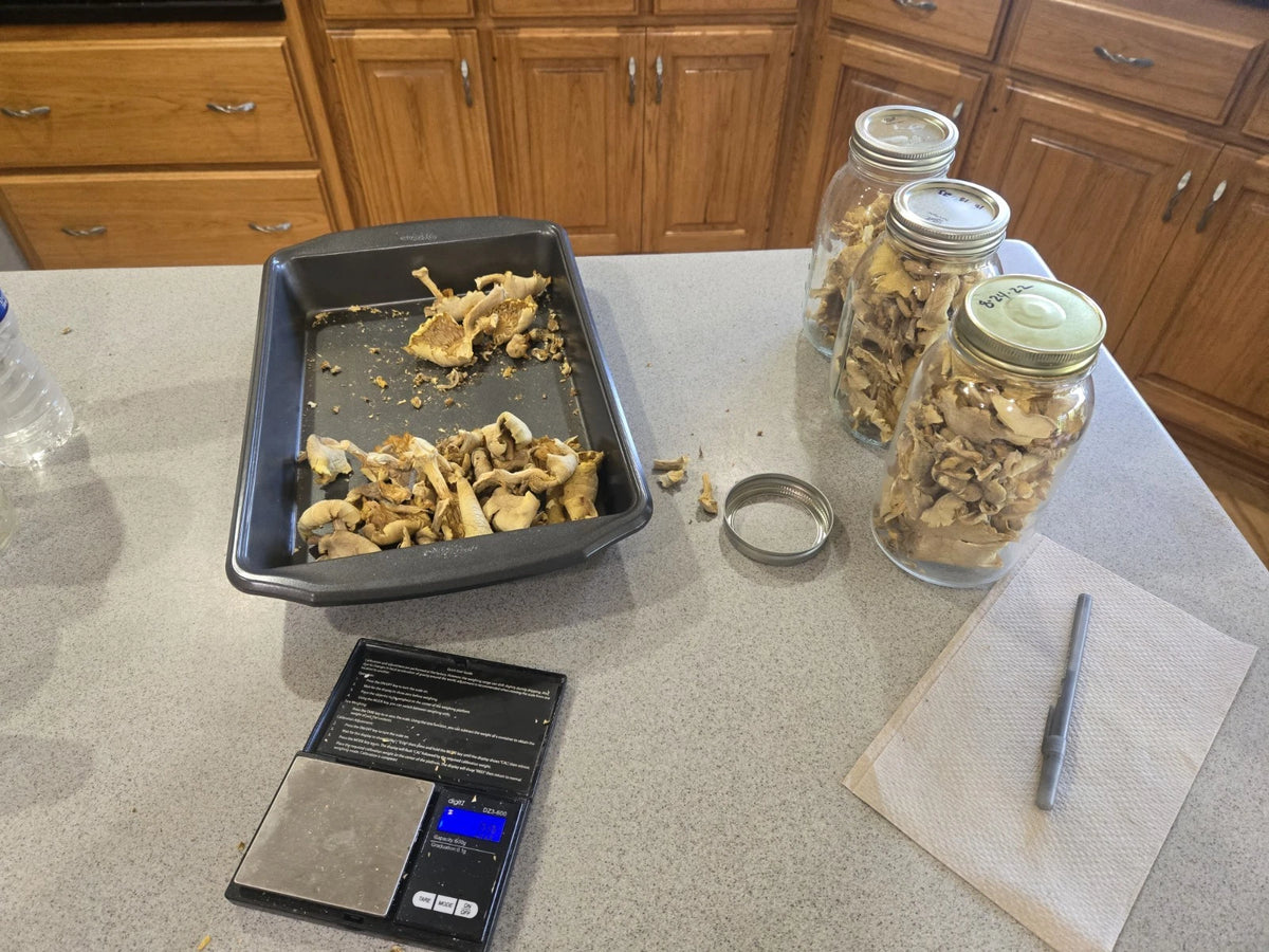 Dried Wild Oyster Mushrooms 35g - Dehydrated Golden Oyster Mushrooms - Pleurotus ostreatus