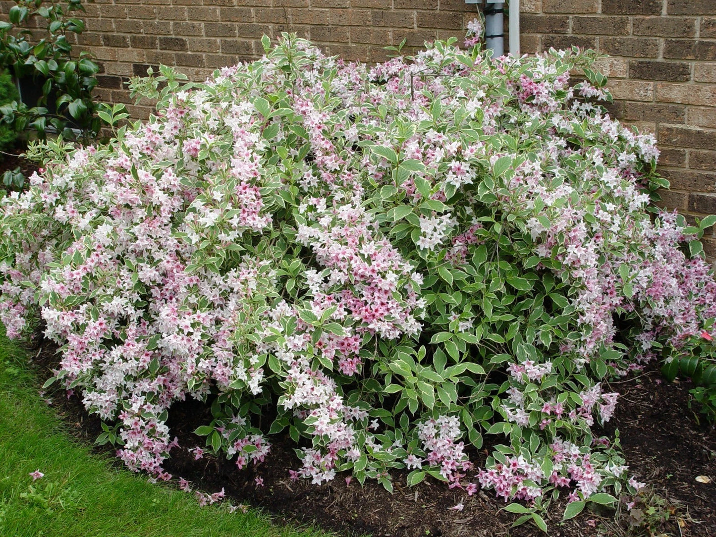 Variegated Weigela Live Plant 12+ Inches Weigela florida 'Variegata' Bare Root Hummingbird Attracting Shrub