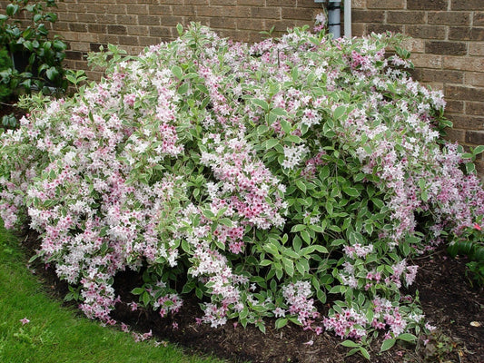 Variegated Weigela Live Plant 12+ Inches Weigela florida 'Variegata' Bare Root Hummingbird Attracting Shrub